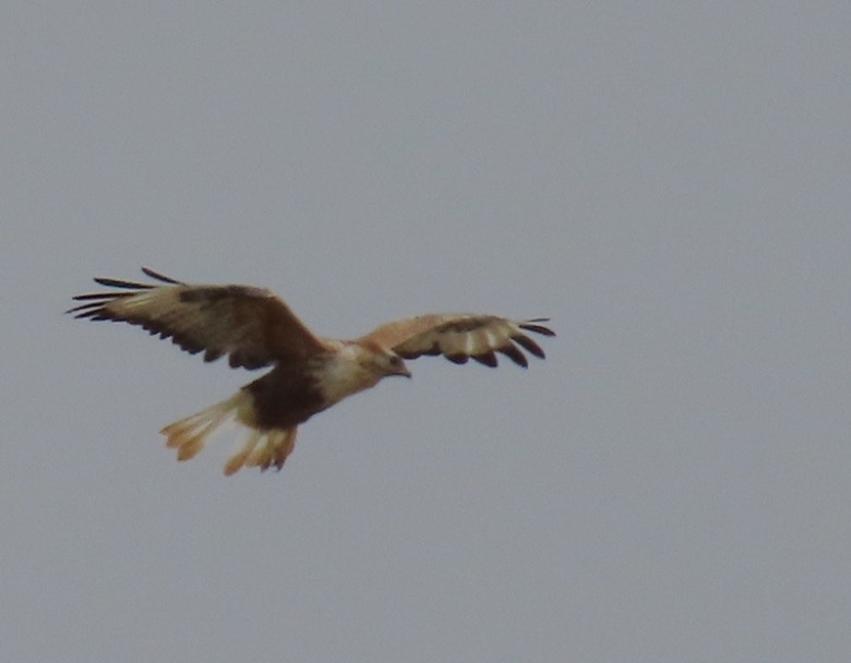 Long-legged Buzzard